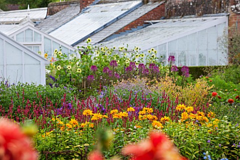 WEST_DEAN_GARDENS_WEST_SUSSEX_HERBACEOUS_PERENNIALS_IN_THE_CUTTING_GARDEN_WITH_GREENHOUSES__GLASSHOU