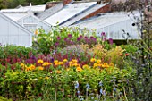 WEST DEAN GARDENS, WEST SUSSEX: HERBACEOUS PERENNIALS IN THE CUTTING GARDEN WITH GREENHOUSES / GLASSHOUSES BEHIND. AUGUST, WALLED GARDEN, CUT FLOWERS, BLOOMS, FLOWERING