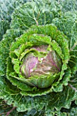 WEST DEAN GARDENS, WEST SUSSEX: CLOSE UP OF CABBAGE DEADON F1 WINTER CABBAGE. EDIBLE, GROWING, PLANT PORTRAIT, BRASSICA, LEAVES, FOLIAGE, VEGETABLE, AUGUST
