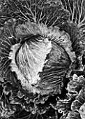 WEST DEAN GARDENS, WEST SUSSEX: BLACK AND WHITE CLOSE UP OF CABBAGE DEADON F1 WINTER CABBAGE. EDIBLE, GROWING, PLANT PORTRAIT, BRASSICA, LEAVES, FOLIAGE, VEGETABLE, AUGUST