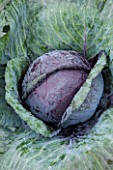 WEST DEAN GARDENS, WEST SUSSEX: CLOSE UP OF CABBAGE RODEO F1. EDIBLE, GROWING, PLANT PORTRAIT, BRASSICA, LEAVES, FOLIAGE, VEGETABLE, AUGUST, RED