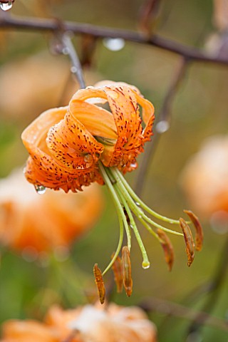 WEST_DEAN_GARDENS_WEST_SUSSEX_CLOSE_UP_OF_ORANGE_LILY__LILIUM_HENRYI__IN_THE_BORDER_IN_THE_WALLED_KI