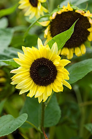 WEST_DEAN_GARDENS_WEST_SUSSEX_CLOSE_UP_OF_YELLOW_SUNFLOWER__IN_THE_BORDER_IN_THE_WALLED_KITCHEN_GARD