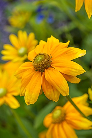 WEST_DEAN_GARDENS_WEST_SUSSEX_CLOSE_UP_OF_YELLOW_RUDBECKIA_IN_THE_BORDER_IN_THE_WALLED_KITCHEN_GARDE