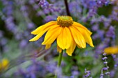 WEST DEAN GARDENS, WEST SUSSEX: CLOSE UP OF YELLOW RUDBECKIA IN THE BORDER IN THE WALLED KITCHEN GARDEN, PLANT PORTRAIT, RAIN, HOT, SINGLE, FLOWER, AUGUST, BULB