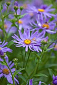 WEST DEAN GARDENS, WEST SUSSEX: CLOSE UP OF BLUE ASTER X FRIKARTII MONCH IN THE BORDER IN THE WALLED KITCHEN GARDEN, PLANT PORTRAIT, RAIN, HOT, SINGLE, FLOWER, AUGUST, BULB