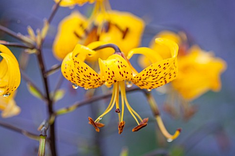 WEST_DEAN_GARDENS_WEST_SUSSEX_CLOSE_UP_OF_YELLOW_LILY__IN_THE_BORDER_IN_THE_WALLED_KITCHEN_GARDEN_PL