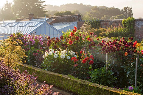 WEST_DEAN_GARDENS_WEST_SUSSEX_DAHLIAS_IN_THE_CUTTING_GARDEN_WITH_GLASSHOUSES__GREENHOUSES_IN_THE_WAL