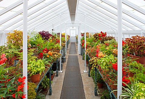 WEST_DEAN_GARDENS_WEST_SUSSEX_INSIDE_THE_GLASSHOUSES__GREENHOUSES_IN_THE_WALLED_KITCHEN_GARDEN_AUGUS