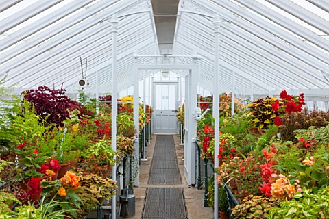 WEST_DEAN_GARDENS_WEST_SUSSEX_INSIDE_THE_GLASSHOUSES__GREENHOUSES_IN_THE_WALLED_KITCHEN_GARDEN_AUGUS