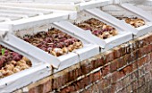 WEST DEAN GARDENS, WEST SUSSEX: ONIONS DRYING IN THE COLD FRAMES IN THE WALLED KITCHEN GARDEN. AUGUST, CLASSIC COUNTRY GARDEN