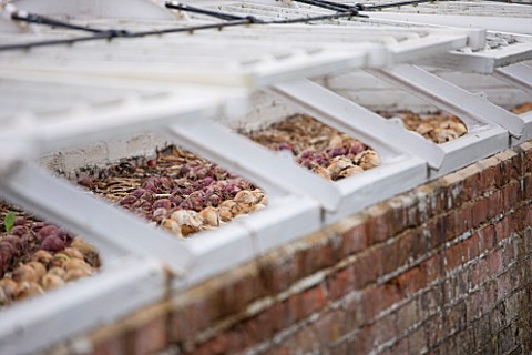 WEST_DEAN_GARDENS_WEST_SUSSEX_ONIONS_DRYING_IN_THE_COLD_FRAMES_IN_THE_WALLED_KITCHEN_GARDEN_AUGUST_C
