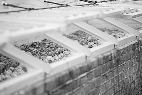 WEST_DEAN_GARDENS_WEST_SUSSEX_BLACK_AND_WHITE_IMAGE_OF_ONIONS_DRYING_IN_THE_COLD_FRAMES_IN_THE_WALLE