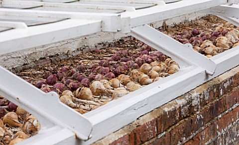 WEST_DEAN_GARDENS_WEST_SUSSEX_ONIONS_DRYING_IN_THE_COLD_FRAMES_IN_THE_WALLED_KITCHEN_GARDEN_AUGUST_C