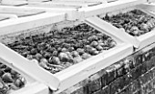 WEST DEAN GARDENS, WEST SUSSEX: BLACK AND WHITE IMAGE OF ONIONS DRYING IN THE COLD FRAMES IN THE WALLED KITCHEN GARDEN. AUGUST, CLASSIC COUNTRY GARDEN