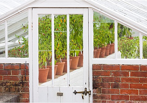 WEST_DEAN_GARDENS_WEST_SUSSEX_CHILLIES_GROWING_IN_A_GLASSHOUSE__GREENHOUSE_IN_THE_WALLED_KITCHEN_GAR