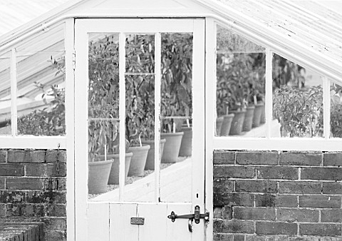WEST_DEAN_GARDENS_WEST_SUSSEX_BLACK_ADN_WHITE_IMAGE_OF_CHILLIES_GROWING_IN_A_GLASSHOUSE__GREENHOUSE_