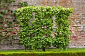 WEST DEAN GARDENS, WEST SUSSEX: ESPALIERED PEAR DOYENNE DU COMICE IN THE WALLED VEGETABLE GARDEN, AUGUST, FRUIT, EDIBLE, TRAINED, PYRUS
