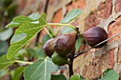 WEST DEAN GARDENS, WEST SUSSEX: CLOSE UP OF FIG IN THE WALLED VEGETABLE GARDEN, AUGUST, FRUIT, EDIBLE
