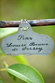 WEST DEAN GARDENS, WEST SUSSEX: NAME TAG / LABEL OF PEAR - PEAR LOUISE BON DE JERSEY IN THE WALLED VEGETABLE GARDEN, AUGUST, FRUIT, EDIBLE