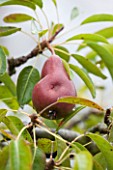 WEST DEAN GARDENS, WEST SUSSEX: CLOSE UP OF PEAR - PEAR LOUISE BON DE JERSEY IN THE WALLED VEGETABLE GARDEN, AUGUST, FRUIT, EDIBLE