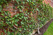 WEST DEAN GARDENS, WEST SUSSEX: ESPALIERED FIG TRAINED AGAINST THE BRICK WALL IN THE WALLED VEGETABLE GARDEN, AUGUST, FRUIT, EDIBLE, TRAINED