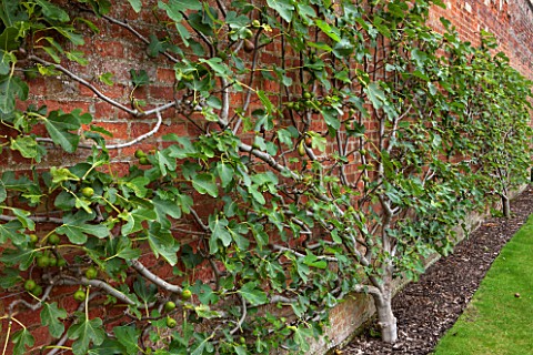 WEST_DEAN_GARDENS_WEST_SUSSEX_ESPALIERED_FIG_TRAINED_AGAINST_THE_BRICK_WALL_IN_THE_WALLED_VEGETABLE_