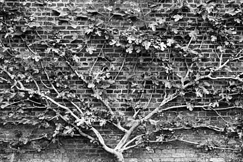 WEST_DEAN_GARDENS_WEST_SUSSEX_BLACK_AND_WHITE_IMAGE_OF_ESPALIERED_FIG_TRAINED_AGAINST_THE_BRICK_WALL