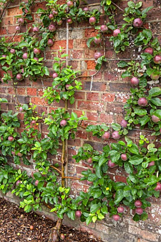 WEST_DEAN_GARDENS_WEST_SUSSEX_ESPALIERED_APPLE_TREE__APPLE_SPARTAN_M26_TRAINED_AS_A_SPITRAL_AGAINST_