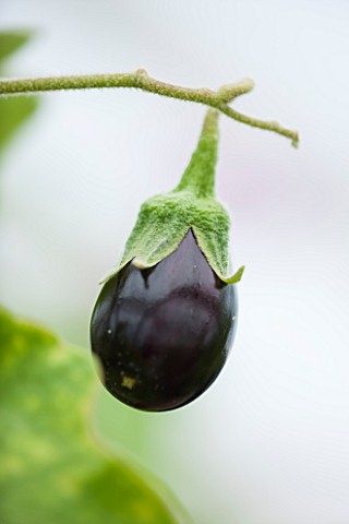 WEST_DEAN_GARDENS_WEST_SUSSEX_CLOSE_UP_OF_AUBERGINE__AUBERGINE_OPHELIA_F1__RIPENING_VEGETABLE_EDIBLE