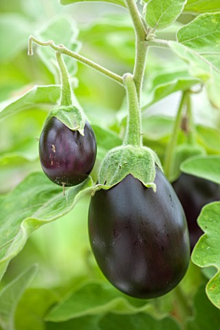 WEST_DEAN_GARDENS_WEST_SUSSEX_CLOSE_UP_OF_AUBERGINE__AUBERGINE_OPHELIA_F1__RIPENING_VEGETABLE_EDIBLE