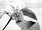 WEST DEAN GARDENS, WEST SUSSEX: BLACK AND WHITE CLOSE UP OF THE FLOWER OF AN AUBERGINE - AUBERGINE FLORIDA HIGH BUSH - VEGETABLE, EDIBLE, PLANT PORTRAIT