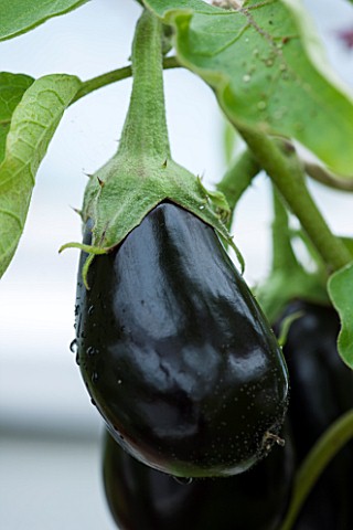 WEST_DEAN_GARDENS_WEST_SUSSEX_LOSE_UP_OF_THE_FLOWER_OF_AN_AUBERGINE__AUBERGINE_GIOTTA_F1___VEGETABLE
