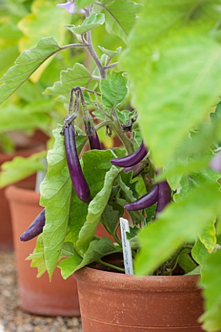 WEST_DEAN_GARDENS_WEST_SUSSEX_TERRACOTTA_CONTAINER_WITH_AUBERGINE__AUBERGINE_FARMERS_LONG_F1___VEGET