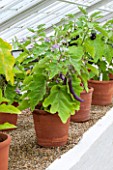 WEST DEAN GARDENS, WEST SUSSEX: TERRACOTTA CONTAINERS WITH AUBERGINE - IN FRONT IS AUBERGINE FARMERS LONG F1  - VEGETABLE, EDIBLE, PLANT PORTRAIT - SOLANUM MELONGENA