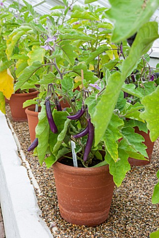 WEST_DEAN_GARDENS_WEST_SUSSEX_TERRACOTTA_CONTAINERS_WITH_AUBERGINES___AUBERGINE_FARMERS_LONG_F1_VEGE