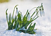 CLOSE UP OF SNOWDROPS EMERGING FROM SNOW - WINTER, COLD, WHITE, FLOWER, PLANT PORTRAIT, BULBS