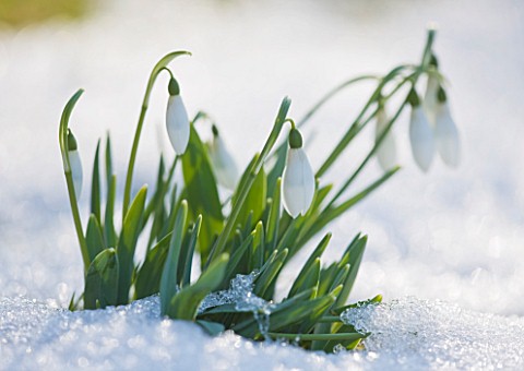 CLOSE_UP_OF_SNOWDROPS_EMERGING_FROM_SNOW__WINTER_COLD_WHITE_FLOWER_PLANT_PORTRAIT_BULBS