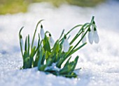 CLOSE UP OF SNOWDROPS EMERGING FROM SNOW - WINTER, COLD, WHITE, FLOWER, PLANT PORTRAIT, BULBS