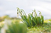 CLOSE UP OF SNOWDROPS EMERGING FROM LAWN - GRASS, GALANTHUS, WINTER, FLOWER, PLANT PORTRAIT, WHITE, BULB