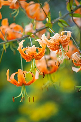 LAMPORT_HALL_NORTHAMPTONSHIRE_OVERHANGING_BRANCH_OF_LILIUM_HENRYI_IN_BORDER__AUGUST_ORNAGE_BULB_FLOW