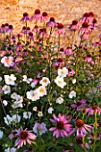 LAMPORT HALL, NORTHAMPTONSHIRE: PERENNIAL PLANTING IN THE WALLED CUTTING GARDEN - ECHINACEAS AND JAPANESE ANEMONES. SUNSET, FLOWER, FLOWERS, AUGUST, SUMMER