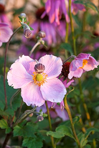 LAMPORT_HALL_NORTHAMPTONSHIRE_PERENNIAL_PLANTING_IN_THE_WALLED_CUTTING_GARDEN__JAPANESE_ANEMONE_SUNS
