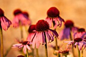 LAMPORT HALL, NORTHAMPTONSHIRE: PERENNIAL PLANTING IN THE WALLED CUTTING GARDEN - ECHINACEA PURPUREA - SUNSET, FLOWER, AUGUST, SUMMER, PINK, PLANT PORTRAIT