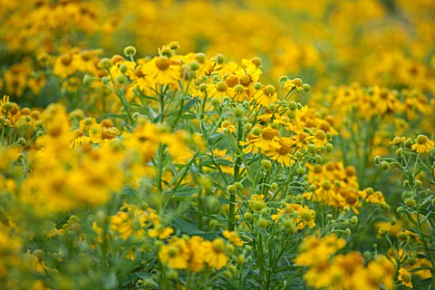 LAMPORT_HALL_NORTHAMPTONSHIRE_PERENNIAL_PLANTING_IN_THE_WALLED_CUTTING_GARDEN__YELLOW_FLOWERS_OF_HEL