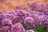 LAMPORT HALL, NORTHAMPTONSHIRE: PERENNIAL PLANTING IN THE WALLED CUTTING GARDEN - PINK FLOWERS OF EUPATORIUM - JOE PYE WEED - SUNSET, FLOWER, AUGUST, SUMMER, PLANT PORTRAIT