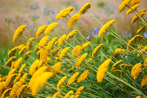 LAMPORT_HALL_NORTHAMPTONSHIRE_YELLOW_FLOWERS_OF_ACHILLEA_MOONSHINE_IN_THE_CUTTING_GARDEN_OR_WALLED_K