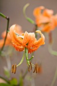LAMPORT HALL, NORTHAMPTONSHIRE: ORANGE FLOWER OF LILIUM HENRYI - PLANT PORTRAIT, FLOWER, BULB, SUMMER, AUGUST