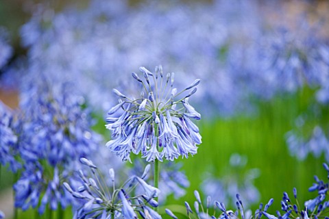 LAMPORT_HALL_NORTHAMPTONSHIRE_CLOSE_UP_OF_BLUE_FLOWER_OF_AGAPANTHUS__PLANT_PORTRAIT_AUGUST_SUMMER_BU