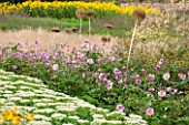 LAMPORT HALL, NORTHAMPTONSHIRE: THE WALLED CUTTING GARDEN / KITCHEN GARDEN: PLANTING OF SEDUMS, ALLIUMS AND ANEMONES - FLOWERS, SUMMER, PLANT COMBINATION